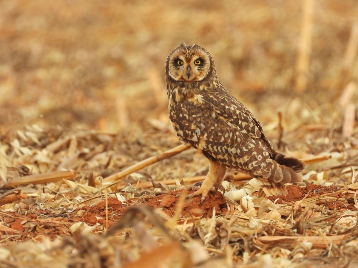 Short-eared Owl - ML643435186