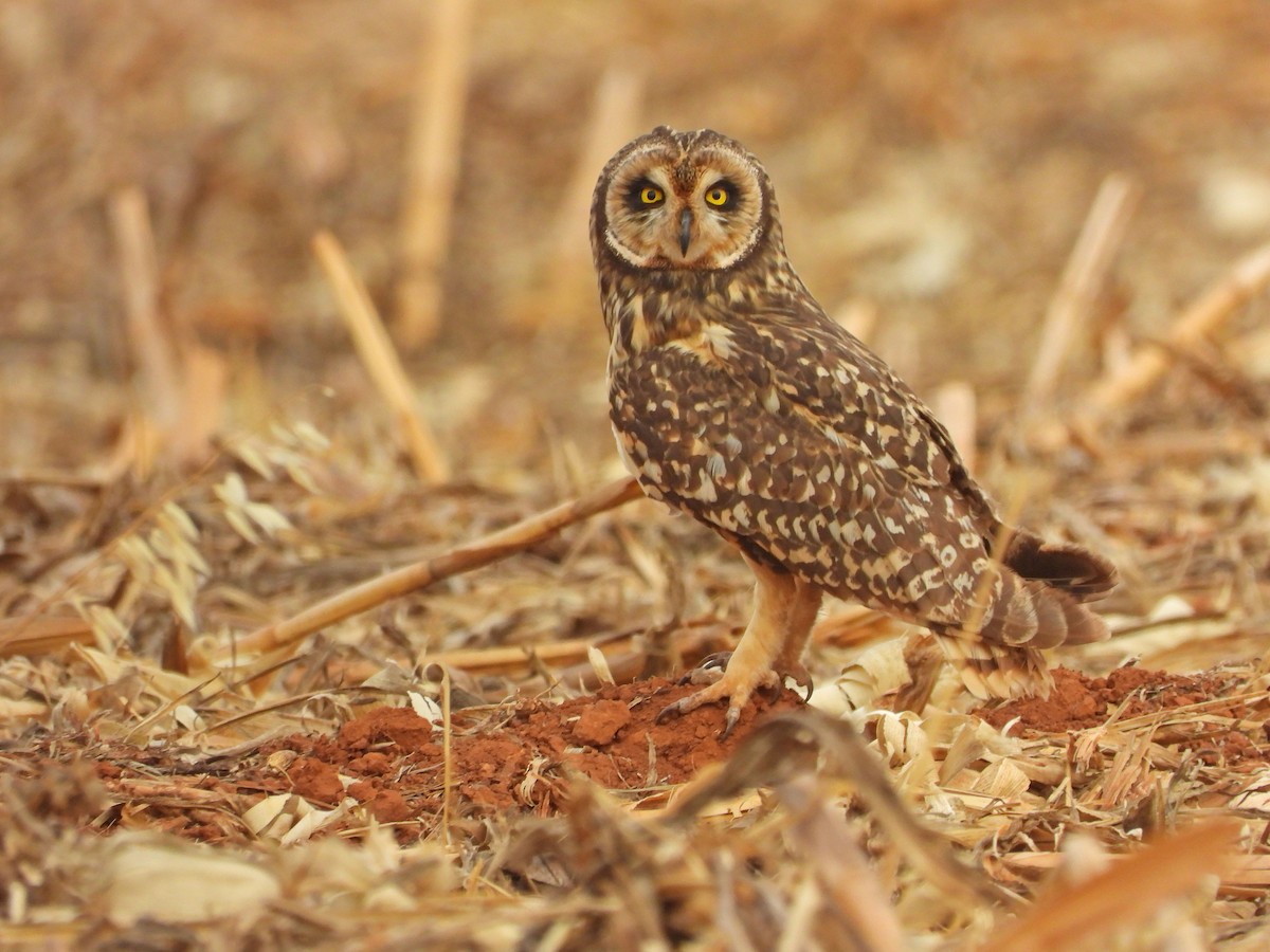 Short-eared Owl - ML643435187