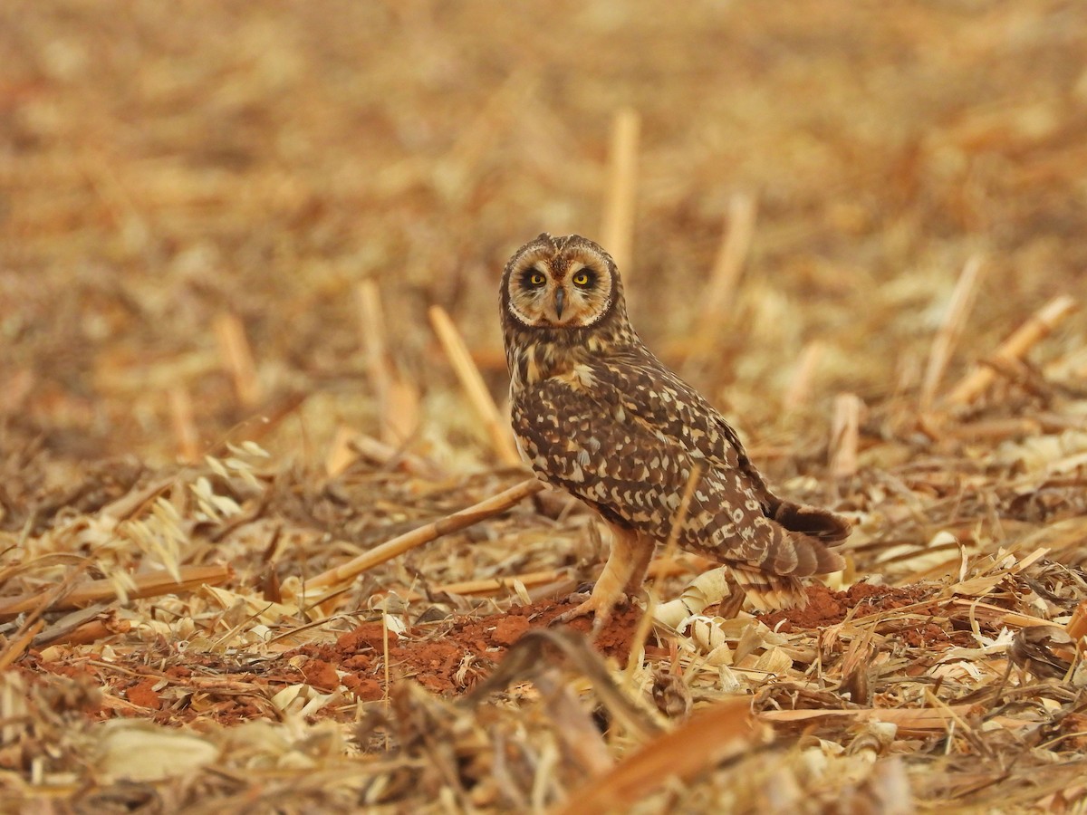 Short-eared Owl - ML643435188