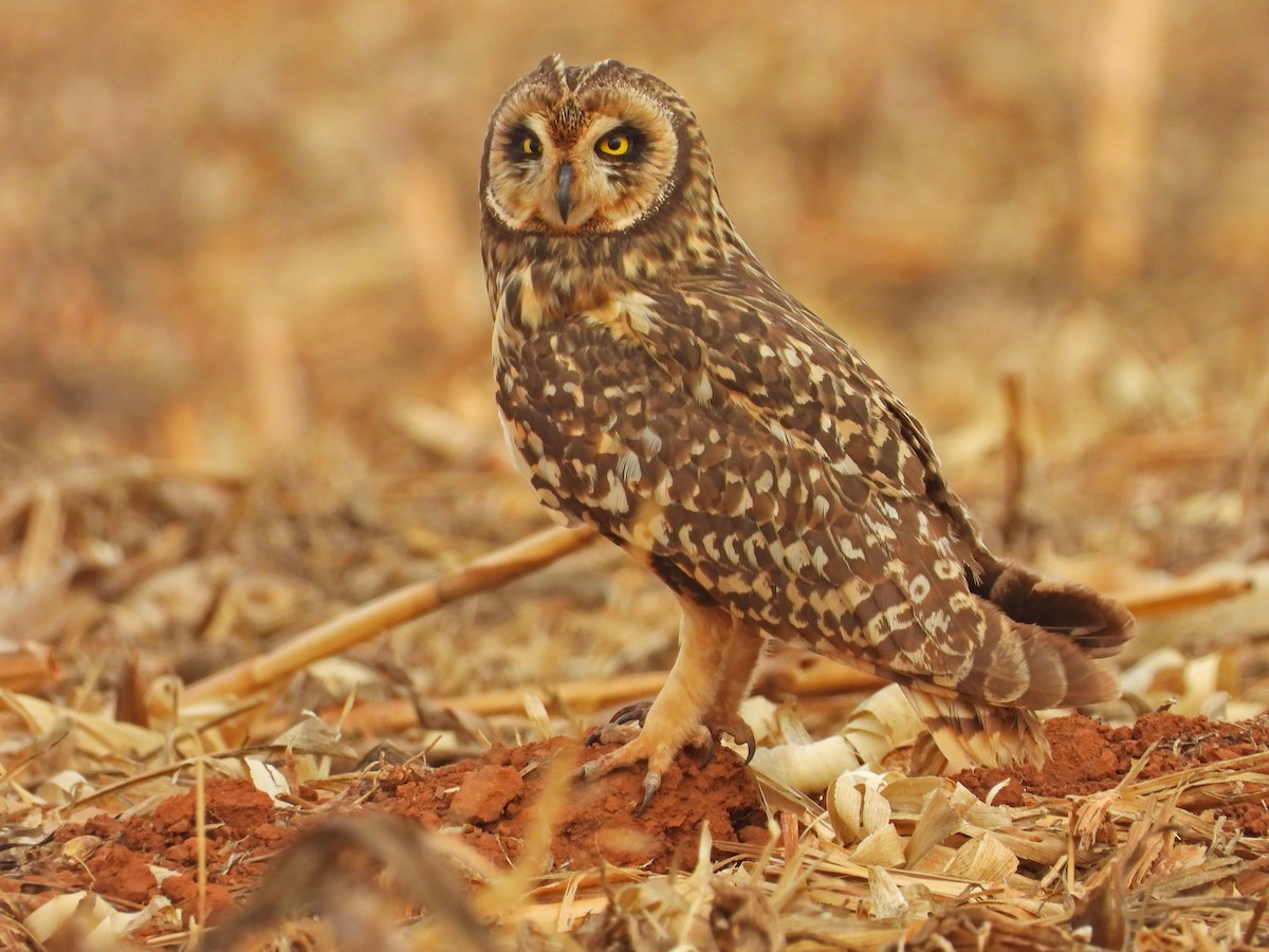 Short-eared Owl - ML643435189