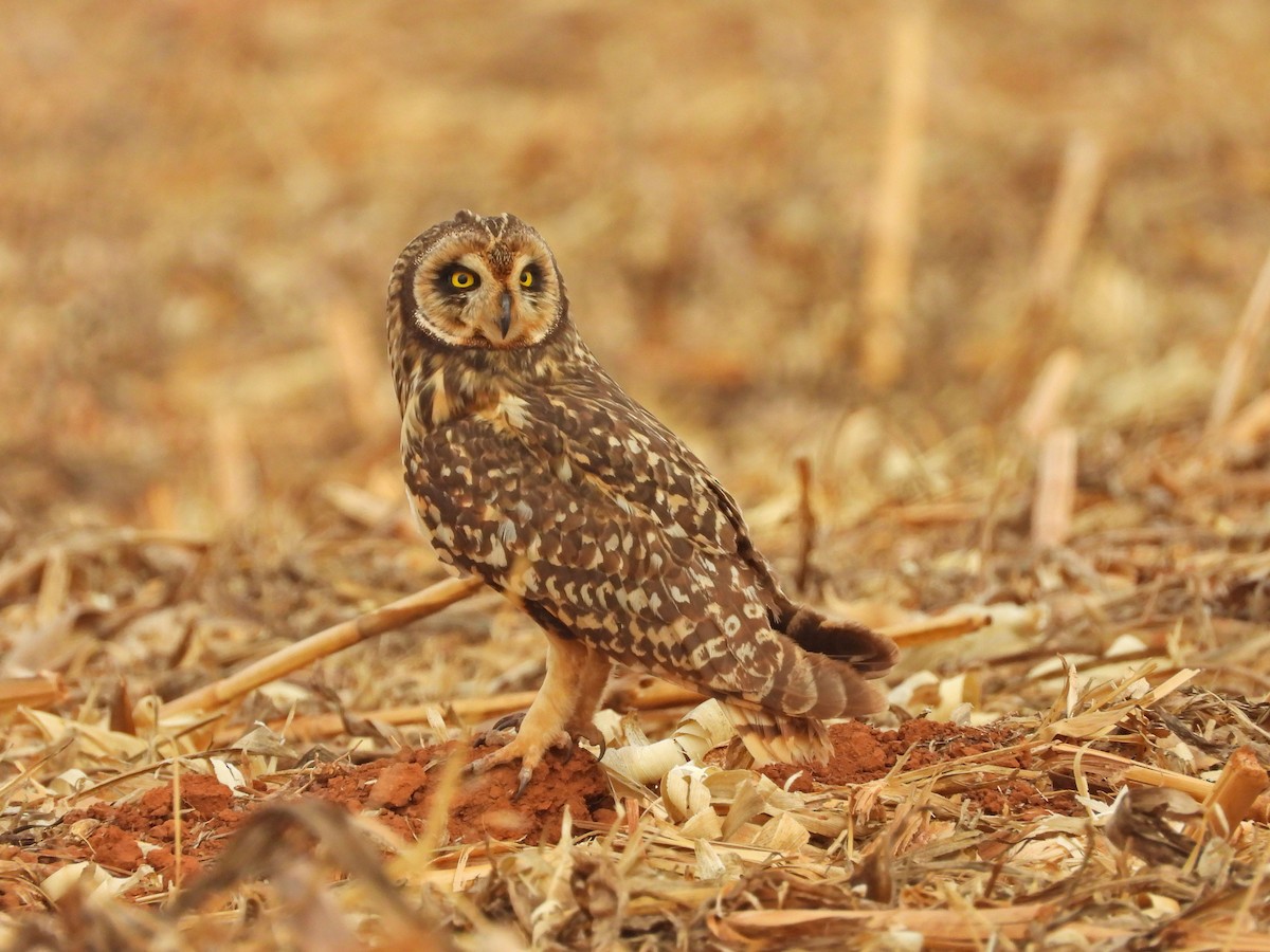 Short-eared Owl - ML643435190