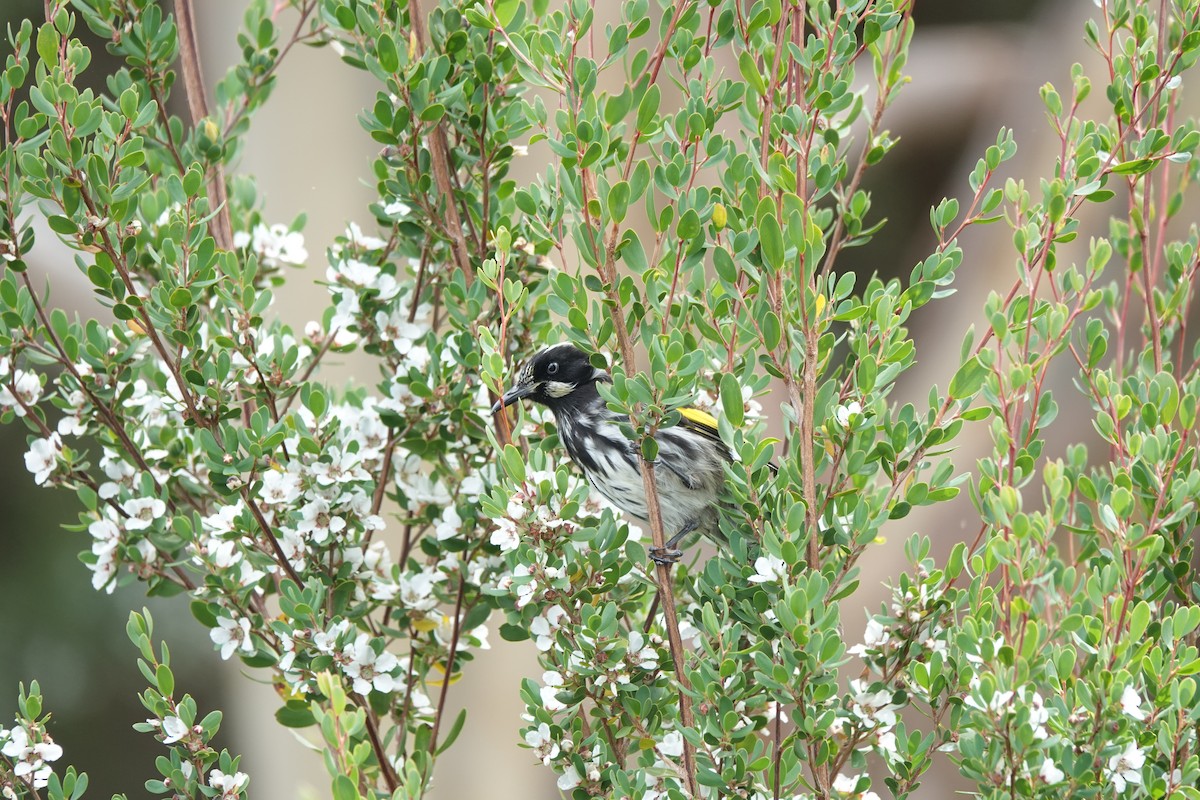 New Holland Honeyeater - ML643435195