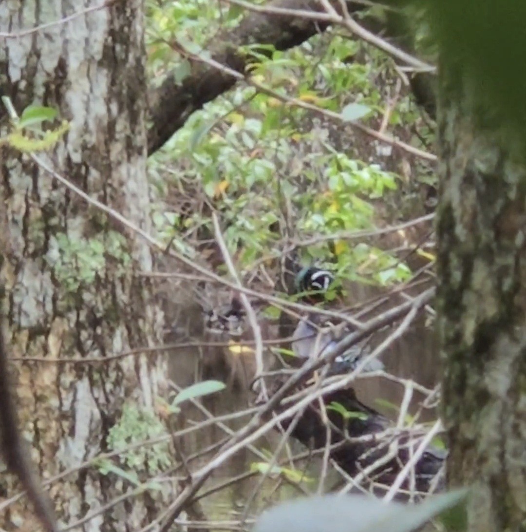 Wood Duck - ML643435196