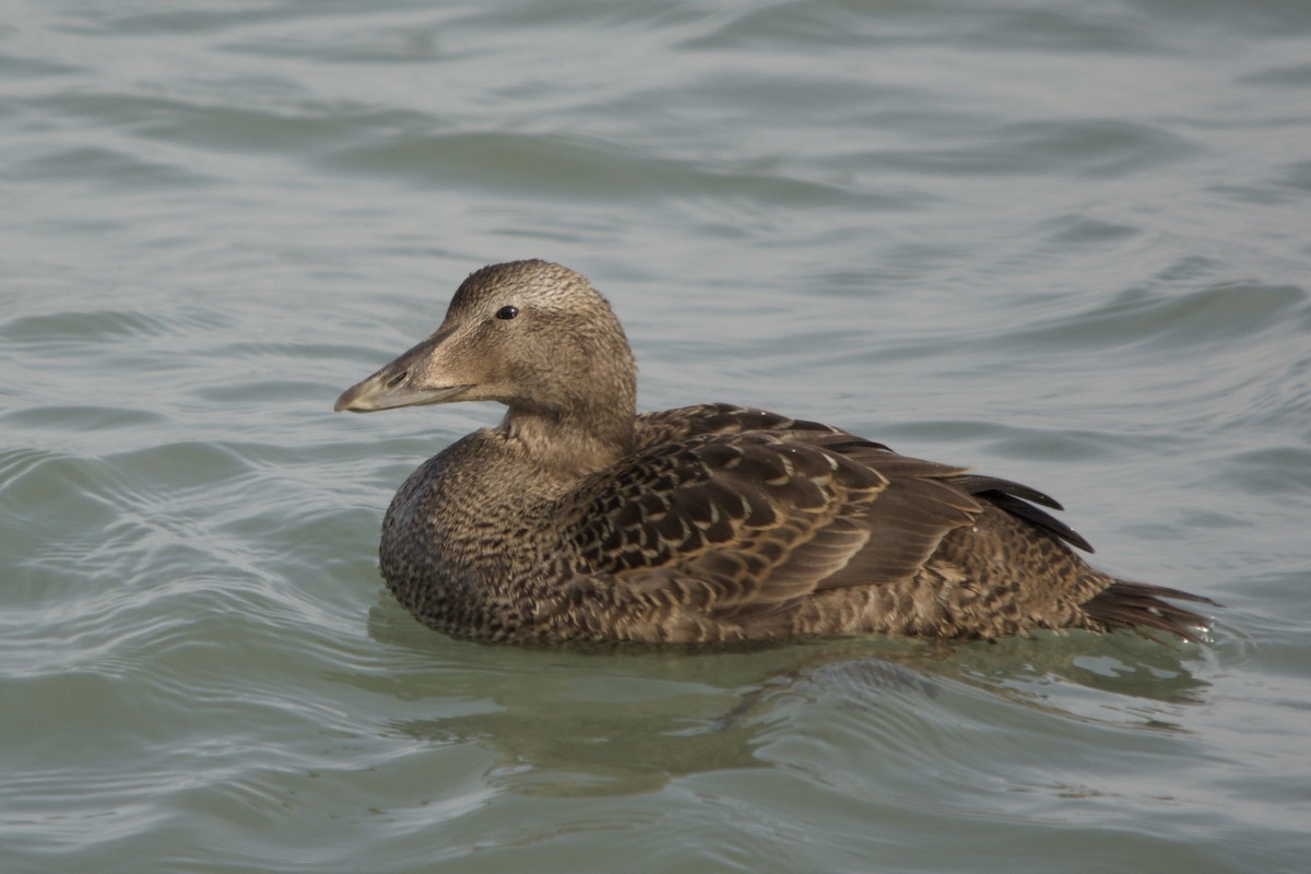Common Eider - ML643435197