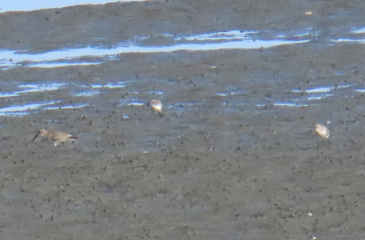 Western Sandpiper - ML643435206