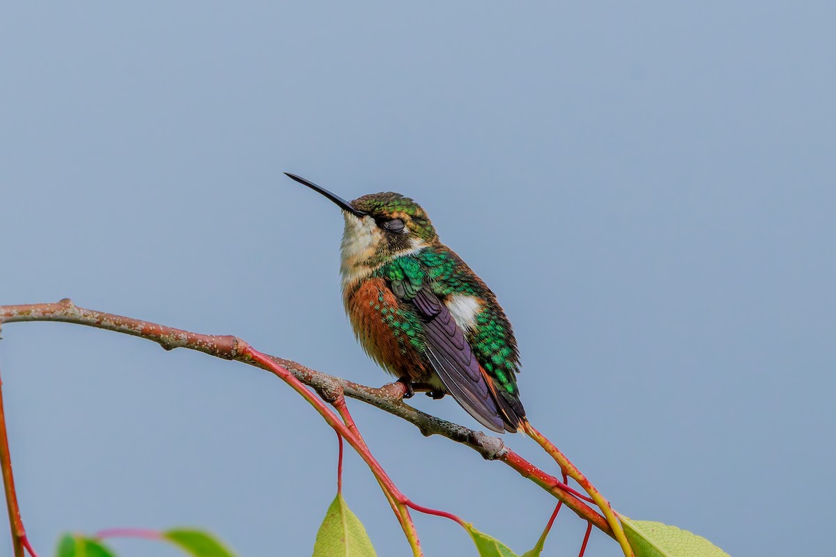 Colibri de Mulsant - ML643435207