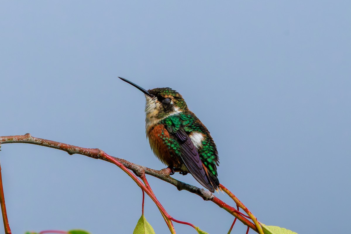 Colibri de Mulsant - ML643435208