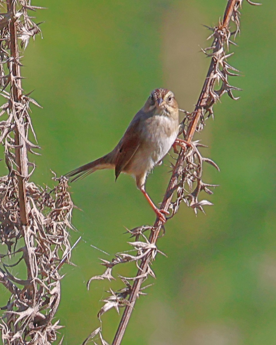 Swamp Sparrow - ML643435218