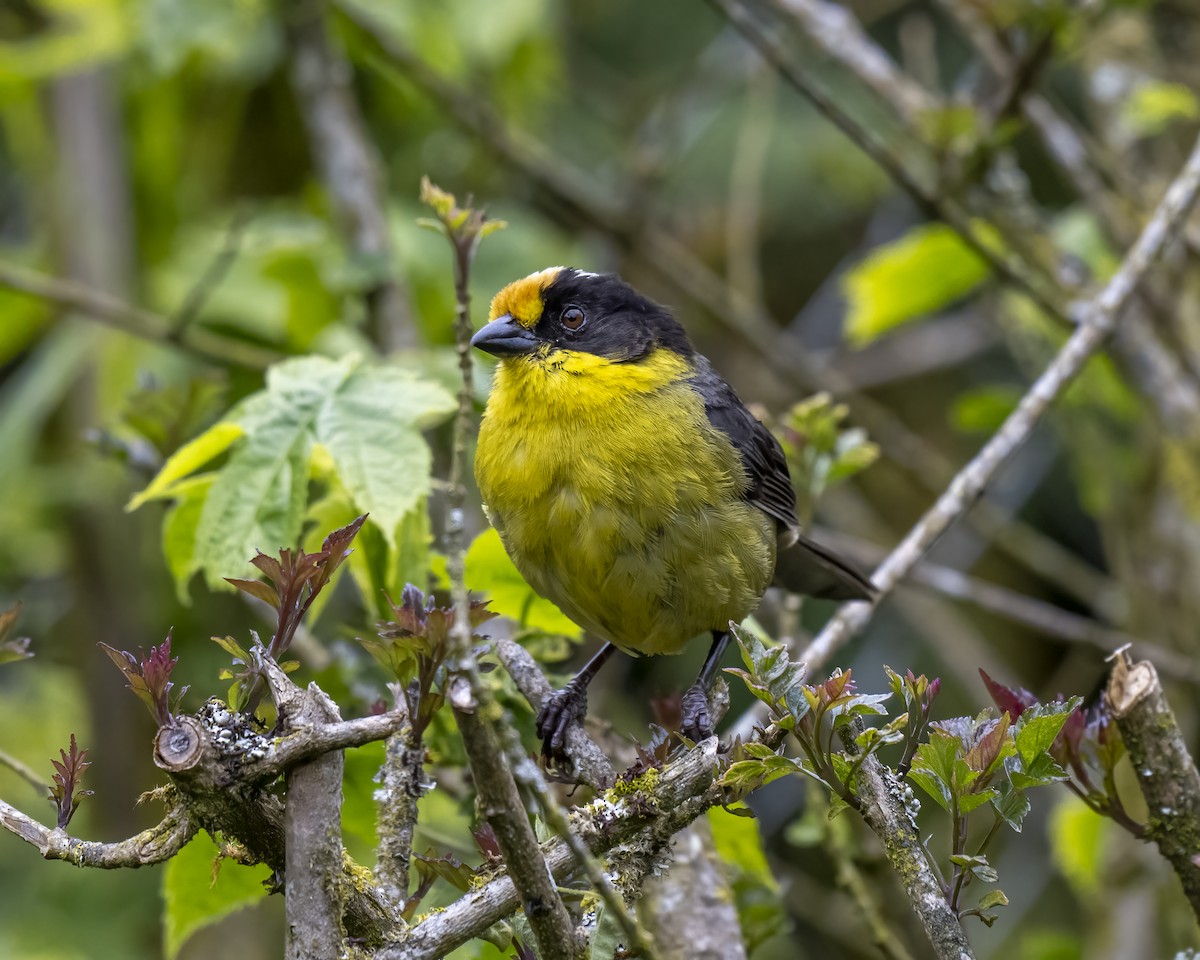 Pale-naped Brushfinch - ML643435231
