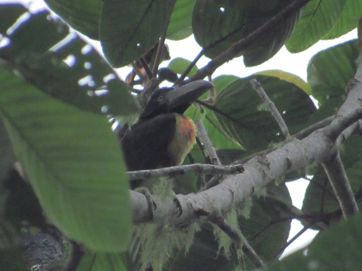 Collared Aracari - ML643435234