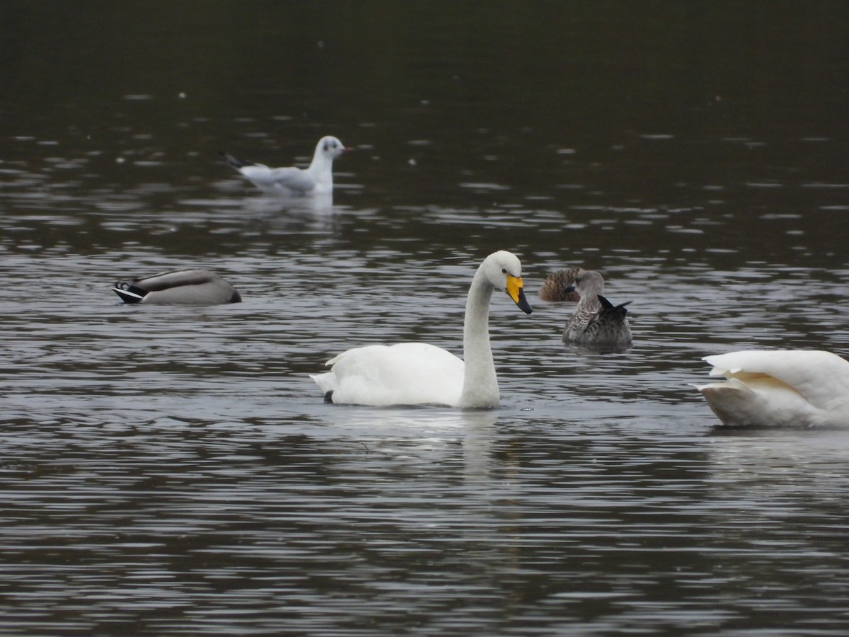 Whooper Swan - ML643435240