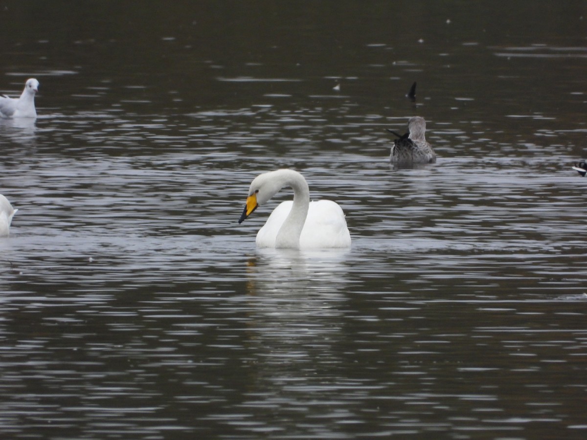 Whooper Swan - ML643435241