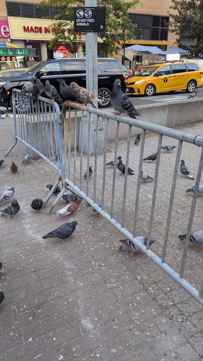 Rock Pigeon (Feral Pigeon) - ML643435242