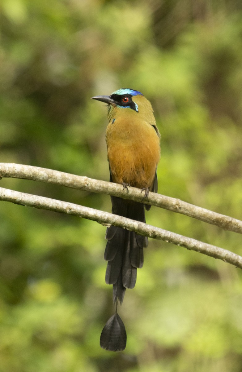 Motmot caraïbe - ML643435243