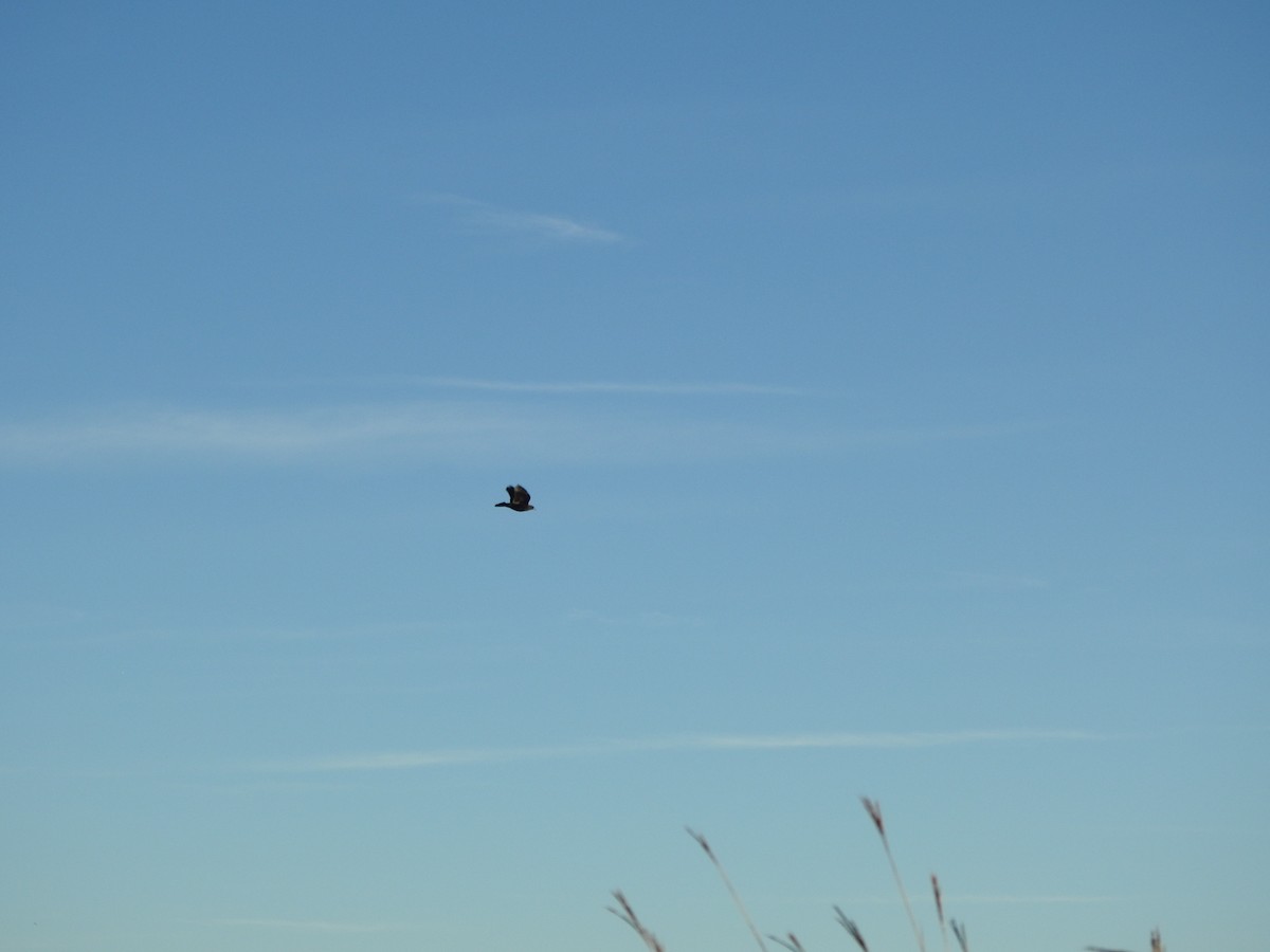 Red-winged Blackbird - ML643435247