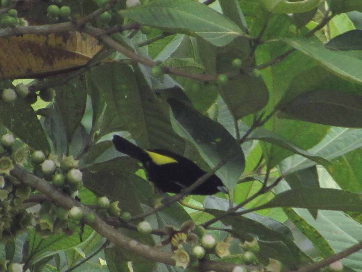 Flame-rumped Tanager - ML643435248