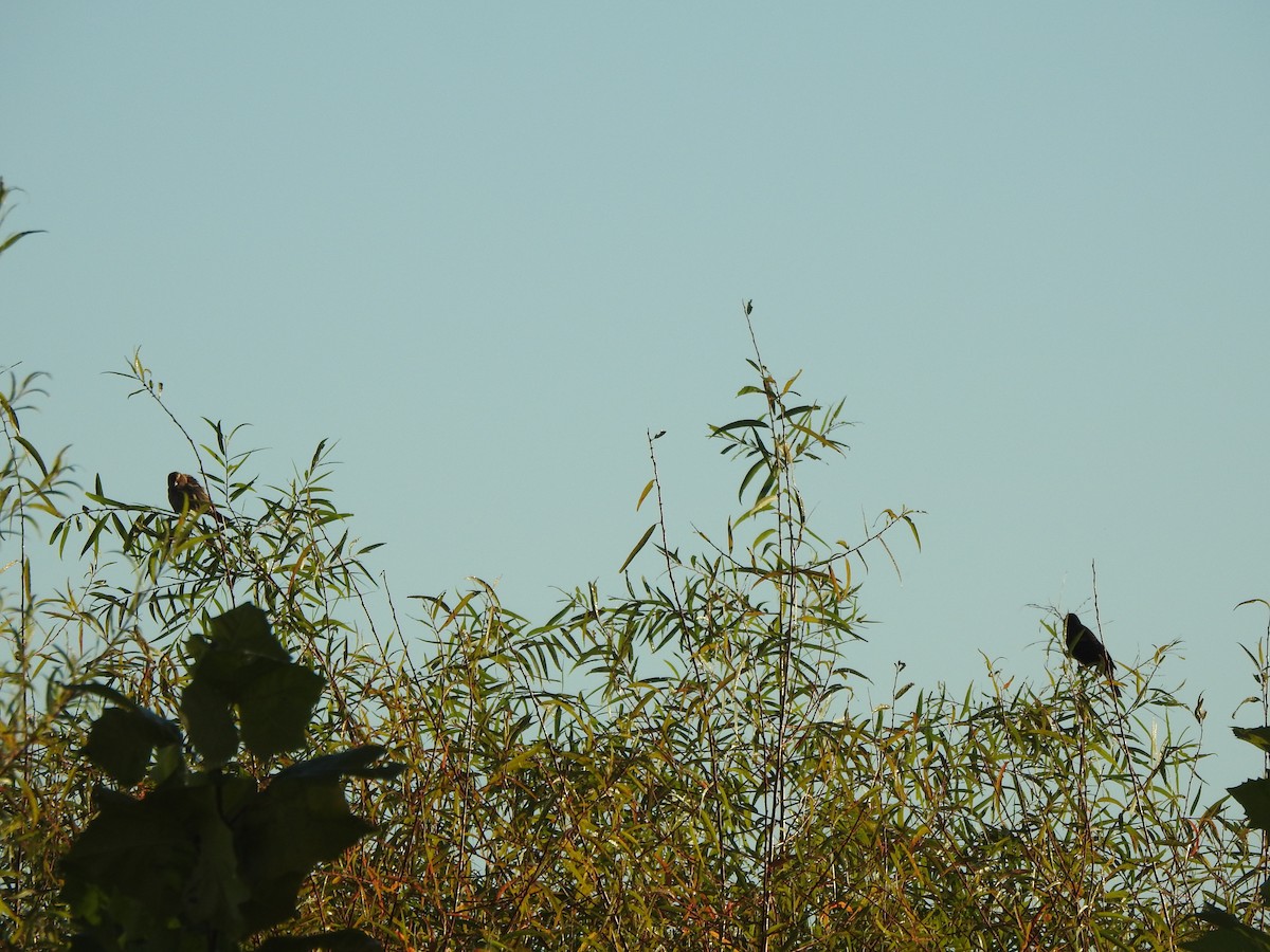 Red-winged Blackbird - ML643435249