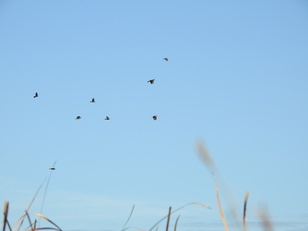 Red-winged Blackbird - ML643435250