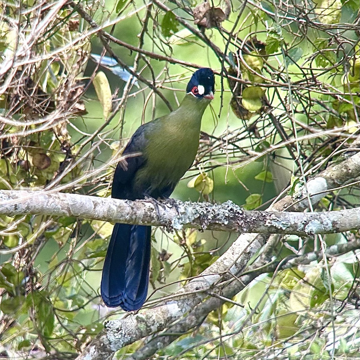 Hartlaub's Turaco - ML643435254