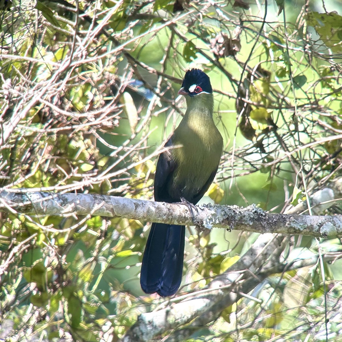 Hartlaub's Turaco - ML643435255