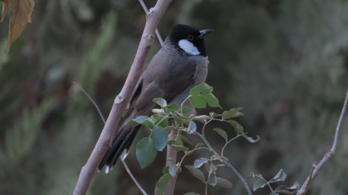 White-eared Bulbul - ML643435256
