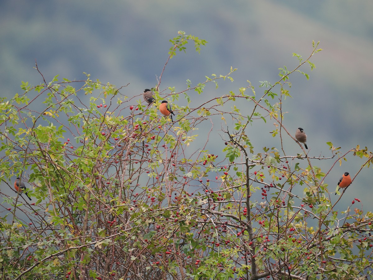 Eurasian Bullfinch - ML643435260