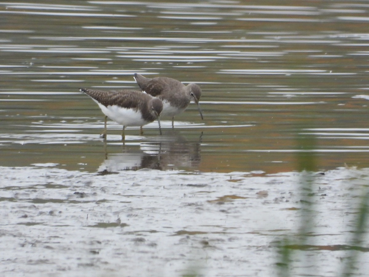 Green Sandpiper - ML643435262