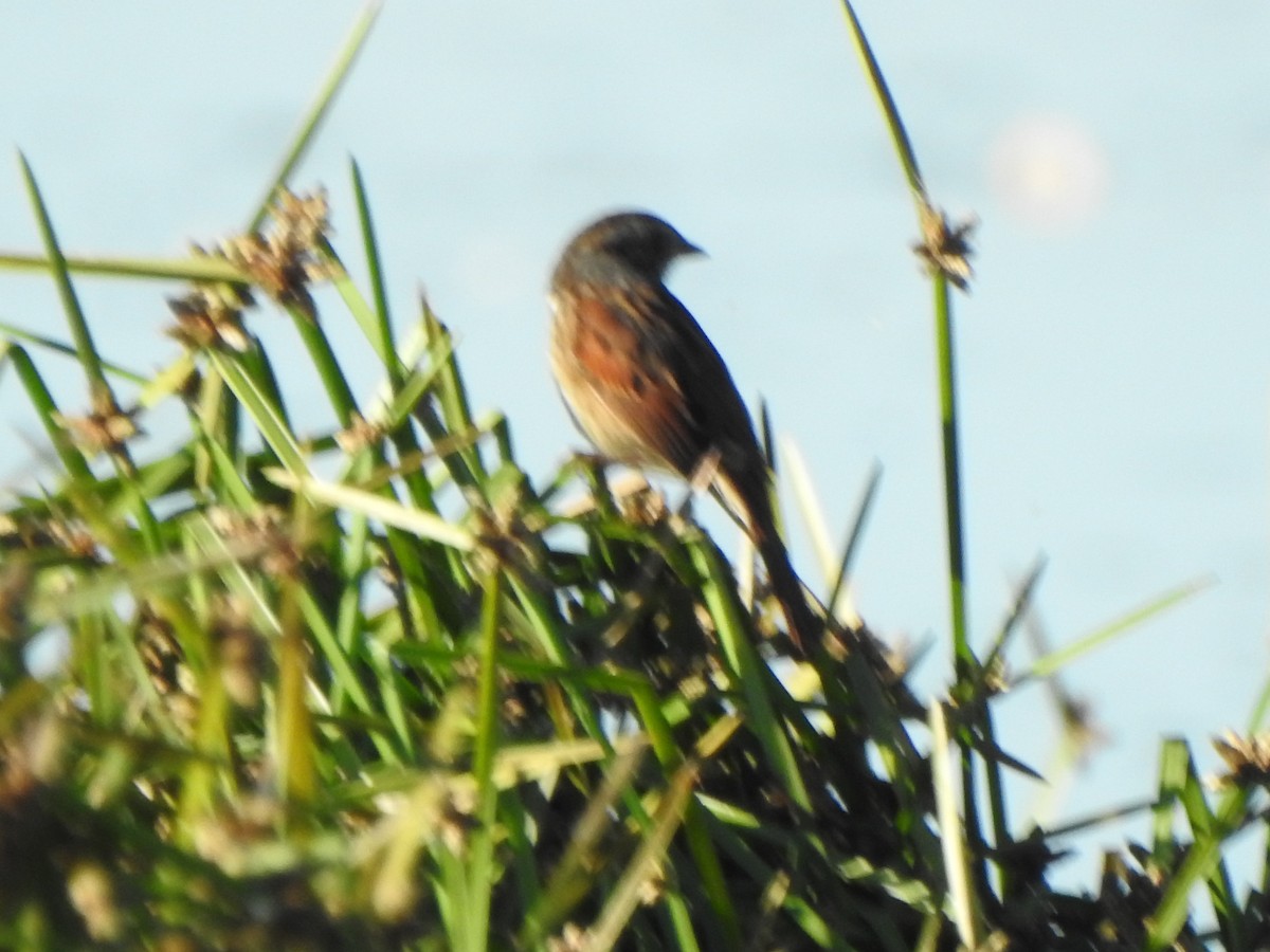 Swamp Sparrow - ML643435265