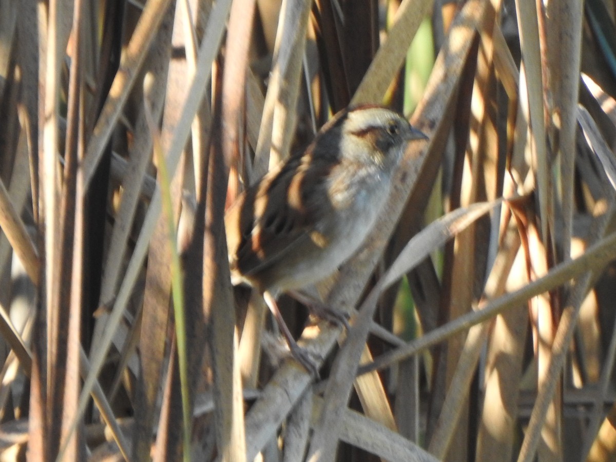 Swamp Sparrow - ML643435267