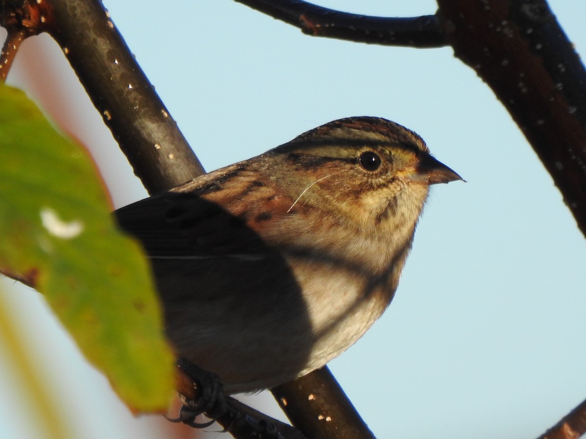Swamp Sparrow - ML643435268
