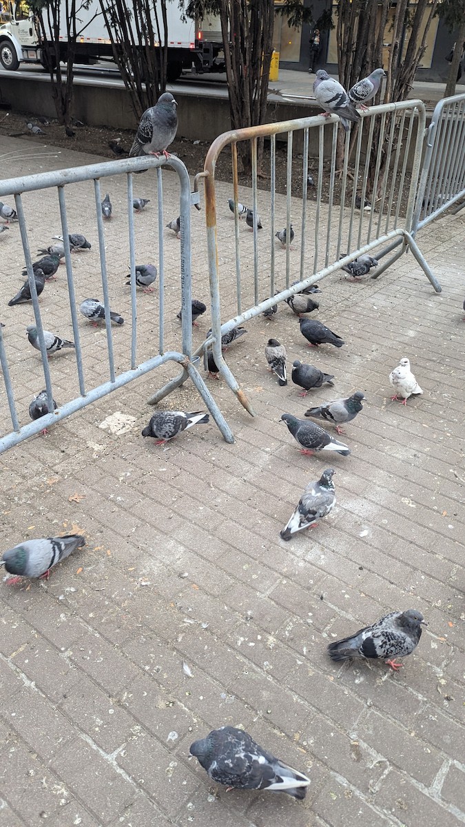 Rock Pigeon (Feral Pigeon) - ML643435274