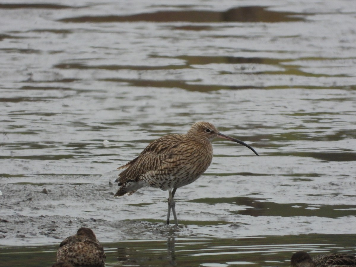 Eurasian Curlew - ML643435278