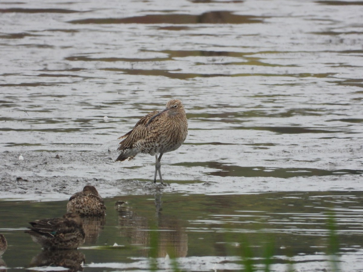 Eurasian Curlew - ML643435279