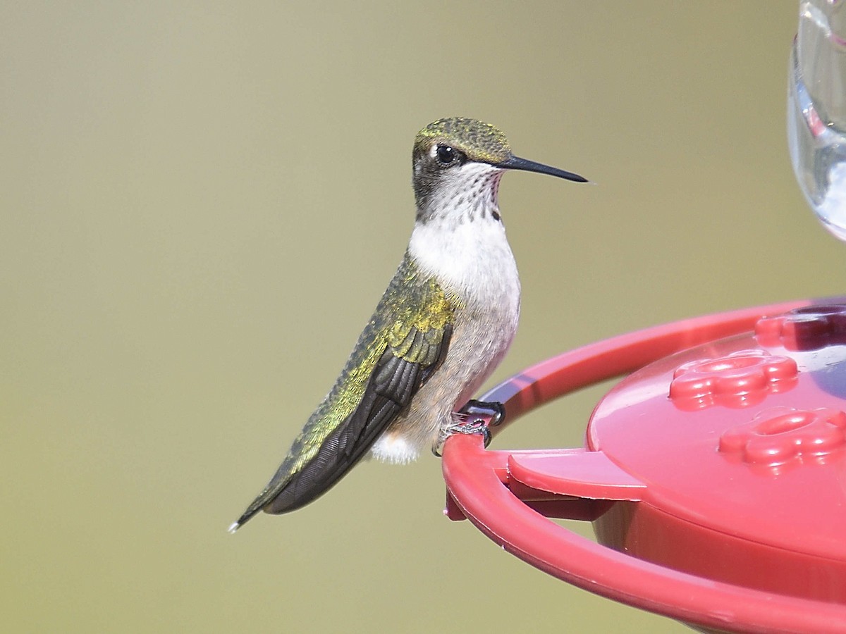 Ruby-throated Hummingbird - ML643435293