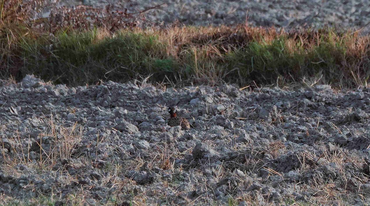 Black Francolin - ML643435303