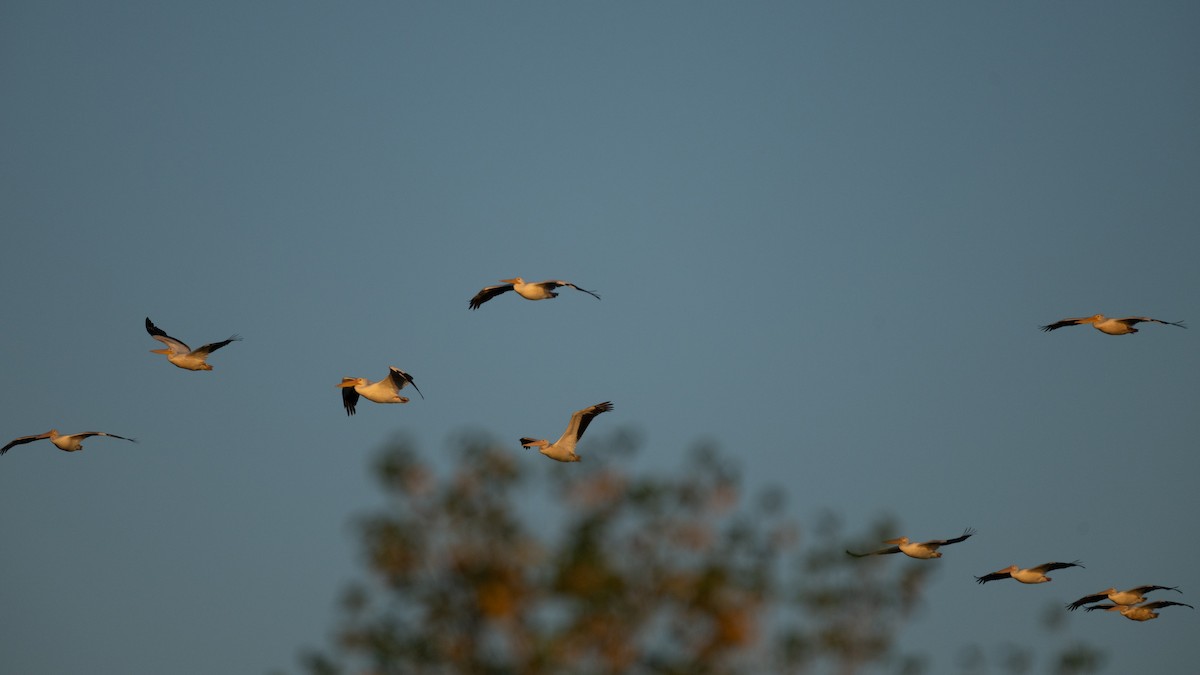 American White Pelican - ML643435304