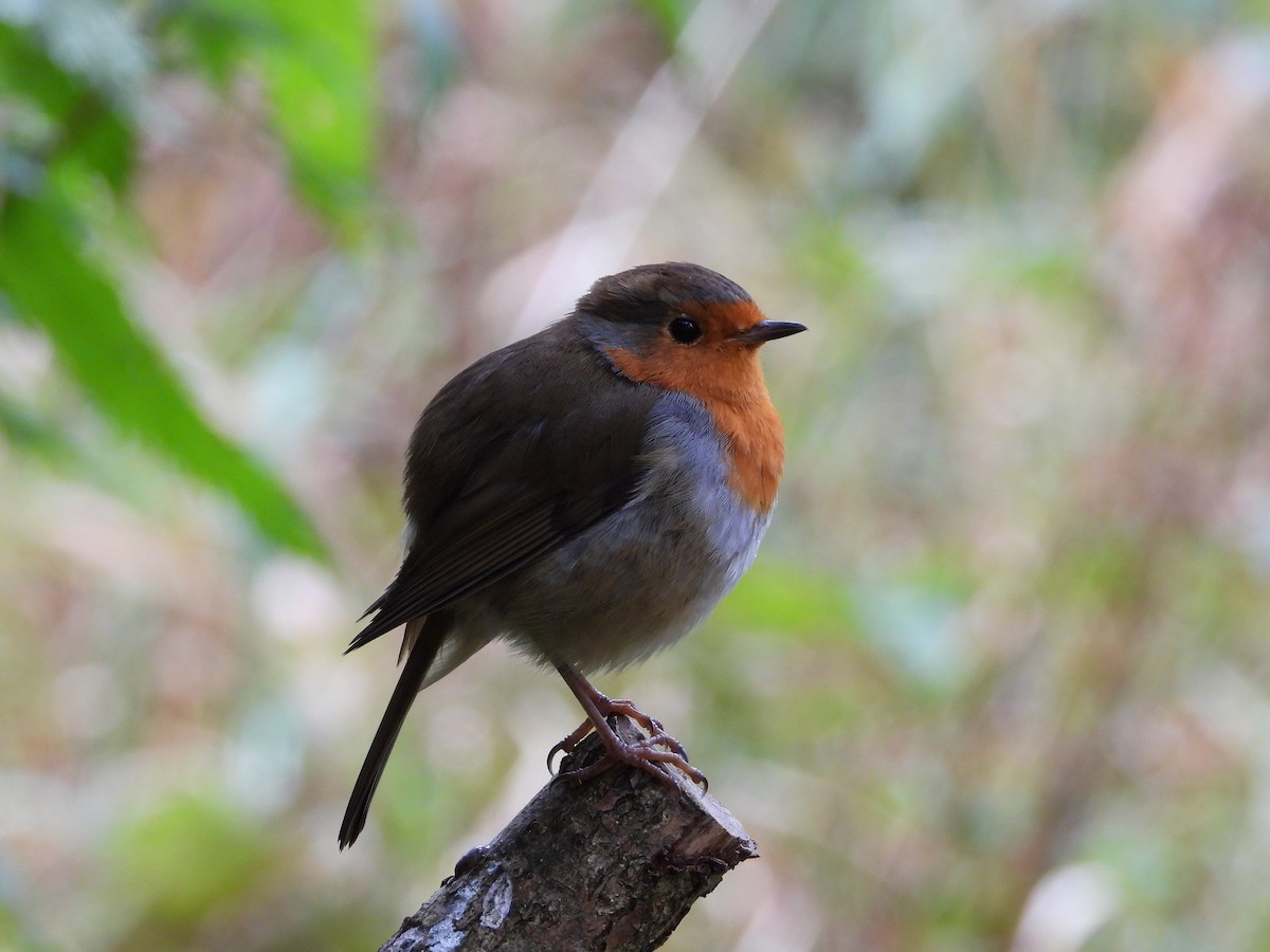 European Robin - ML643435310