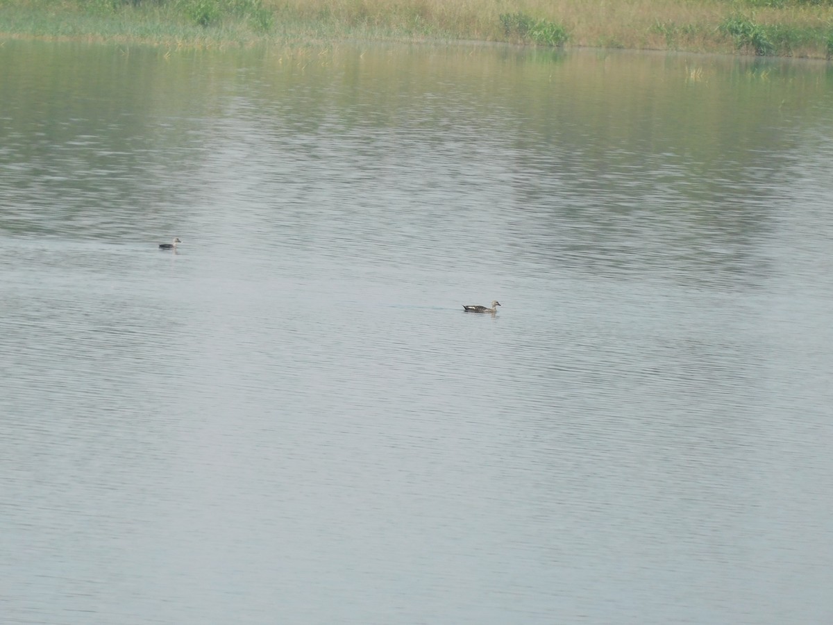 Indian Spot-billed Duck - ML643435314