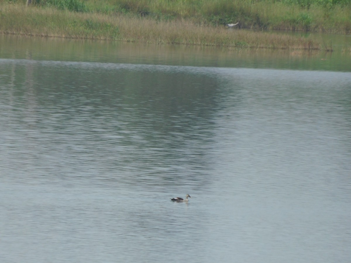 Indian Spot-billed Duck - ML643435315