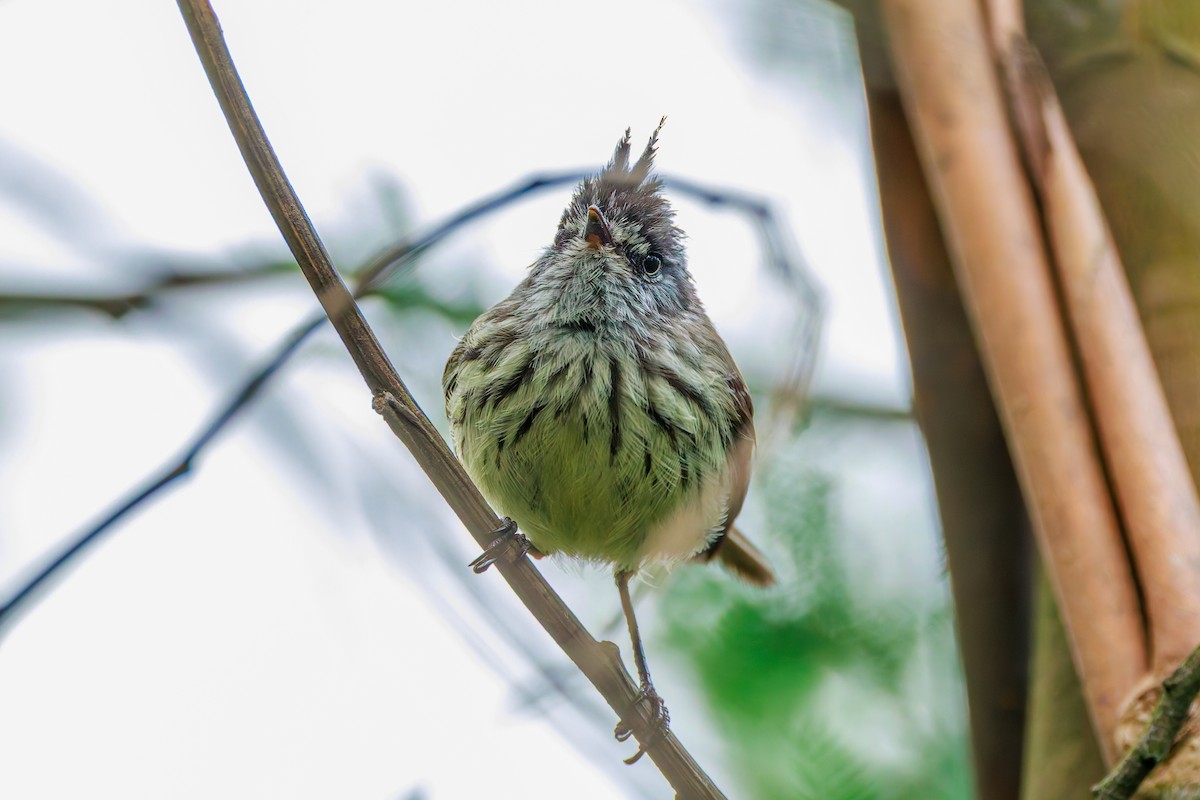 Taurillon mésange - ML643435326