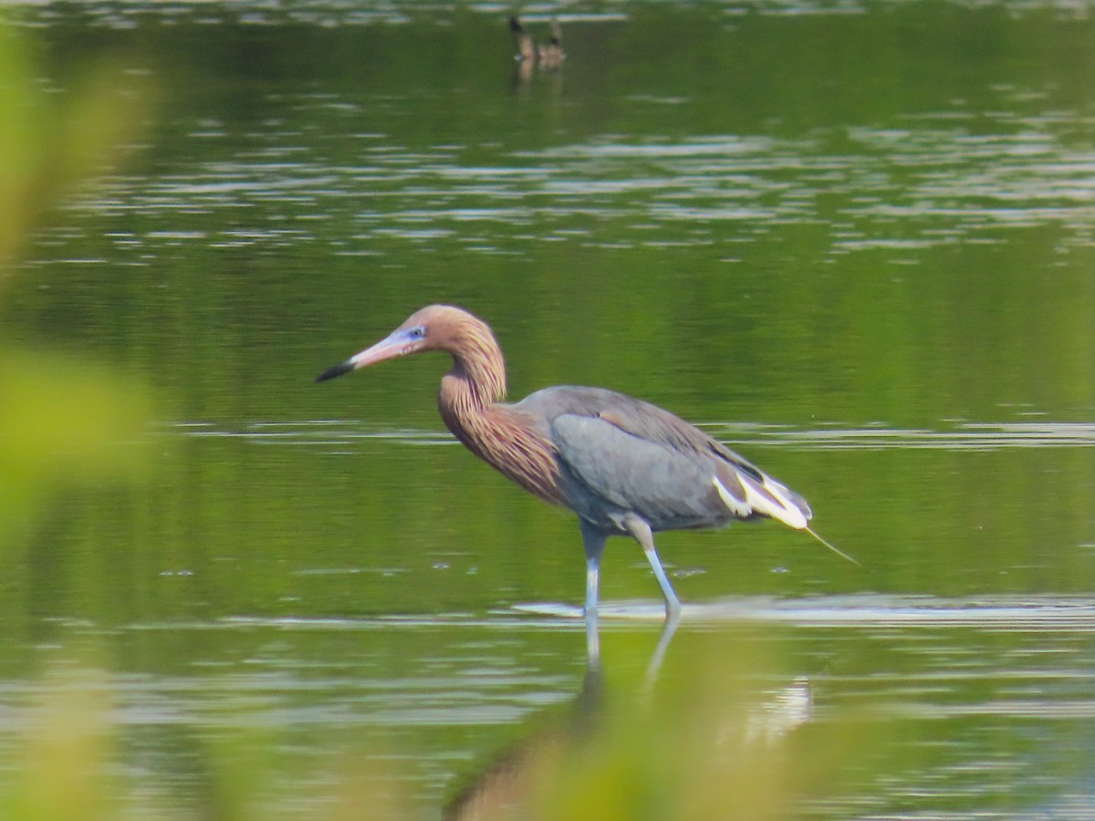 Reddish Egret - ML643435331