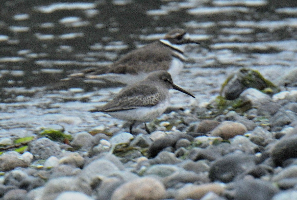 Bécasseau variable - ML643435333