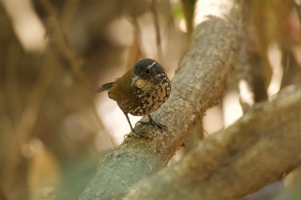 Sharp-tailed Streamcreeper - ML643435337