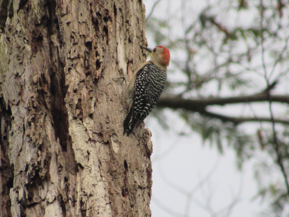 Red-crowned Woodpecker - ML643435339