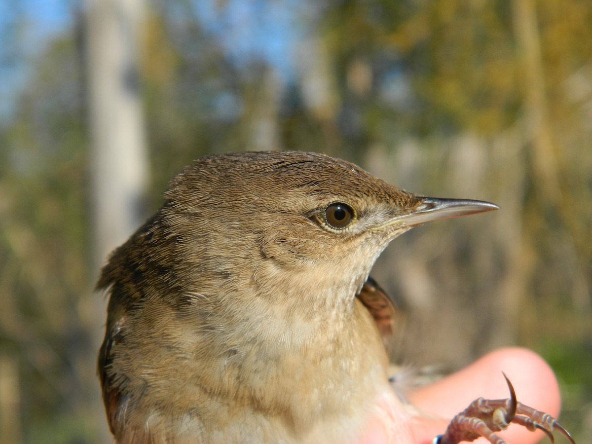 Savi's Warbler - ML643435340