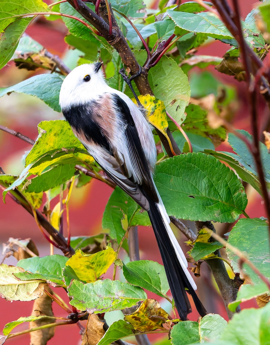 Long-tailed Tit - ML643435341