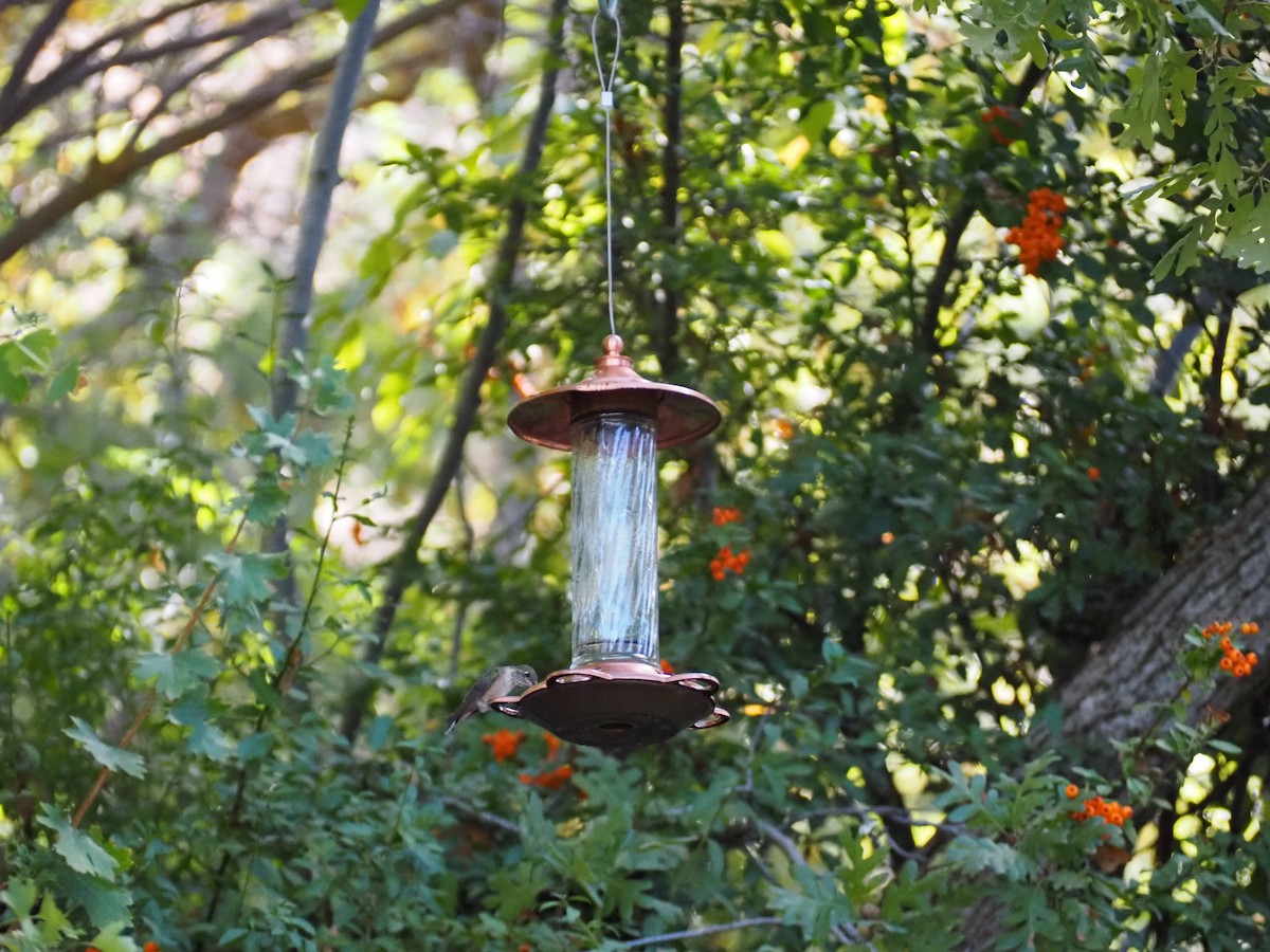 Colibrí Coliancho - ML643435343