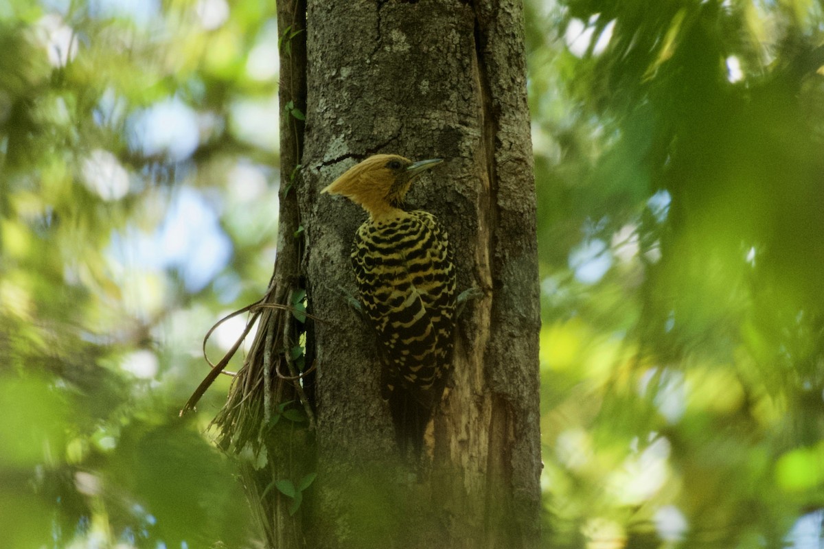 Ochre-backed Woodpecker - ML643435345