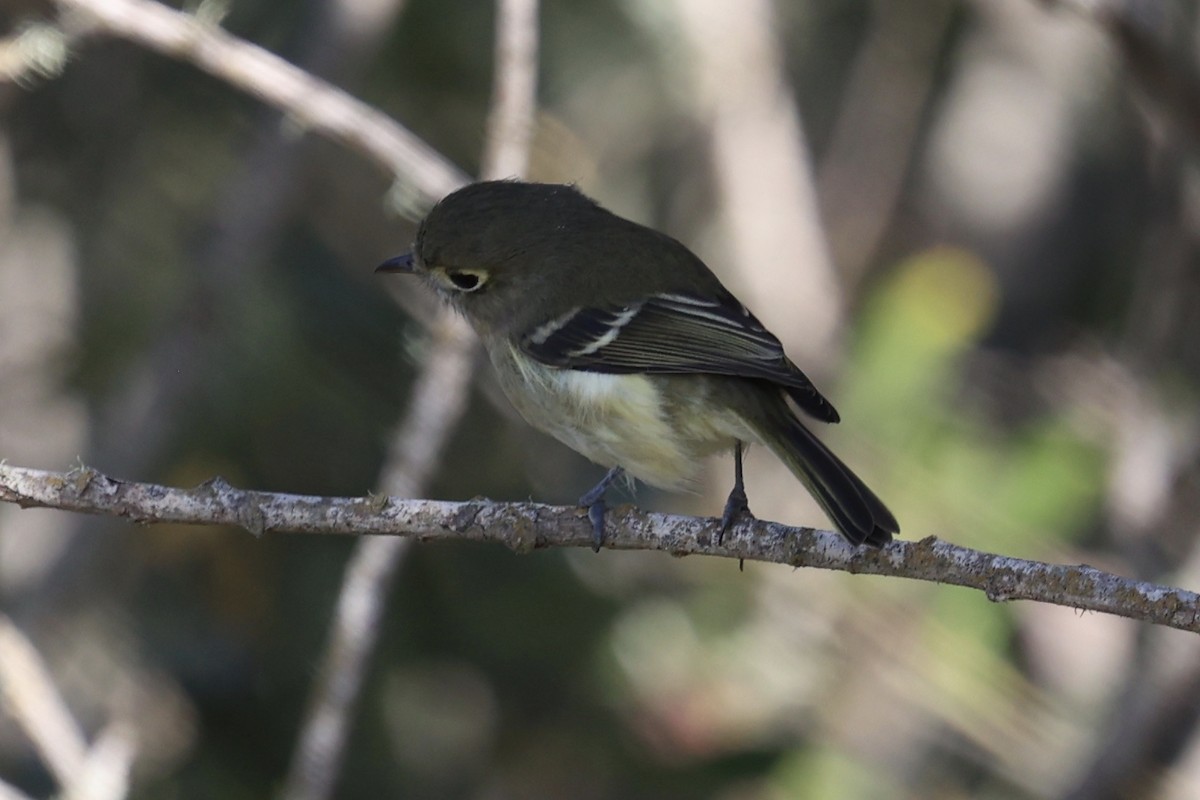 Hutton's Vireo - ML643435347