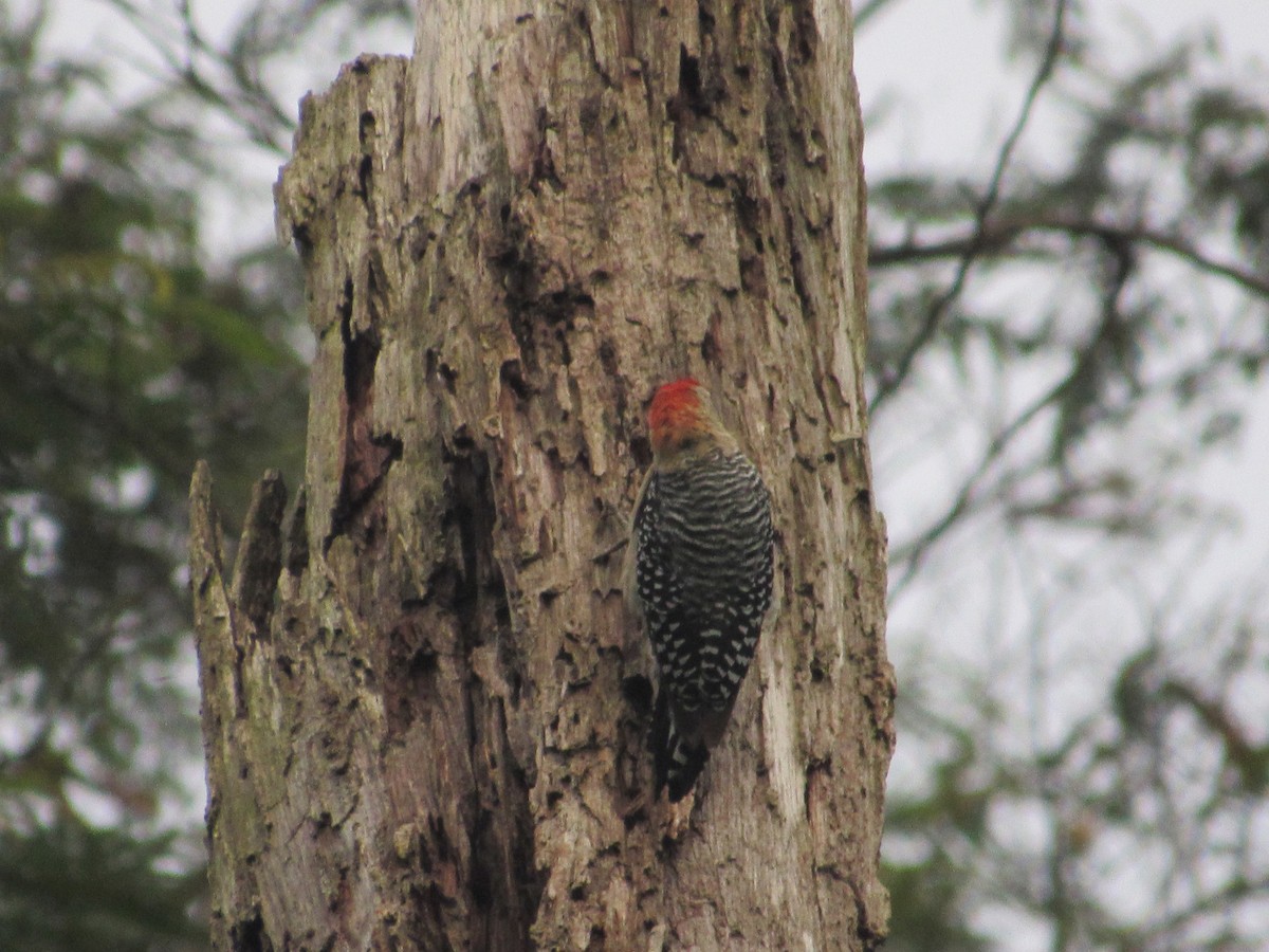 Red-crowned Woodpecker - ML643435348